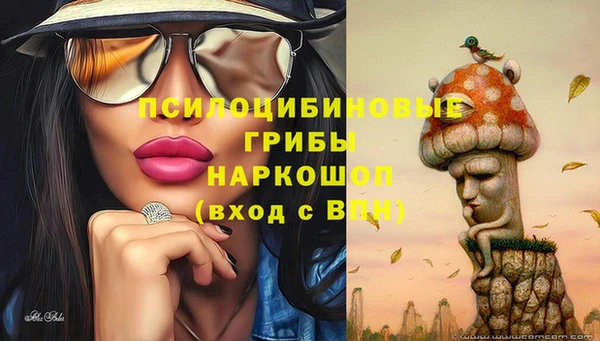 прущие грибы Новозыбков