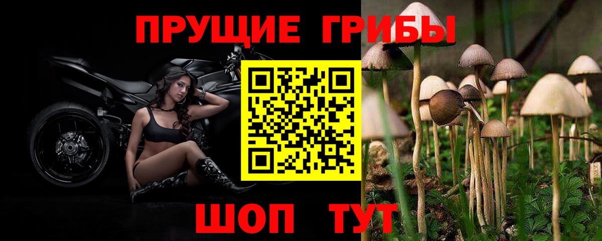 Псилоцибиновые грибы GOLDEN TEACHER Фролово